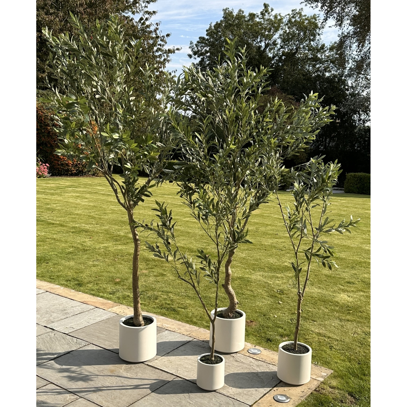 Apulia Olive Tree In White Pot 180Cm - Image 5