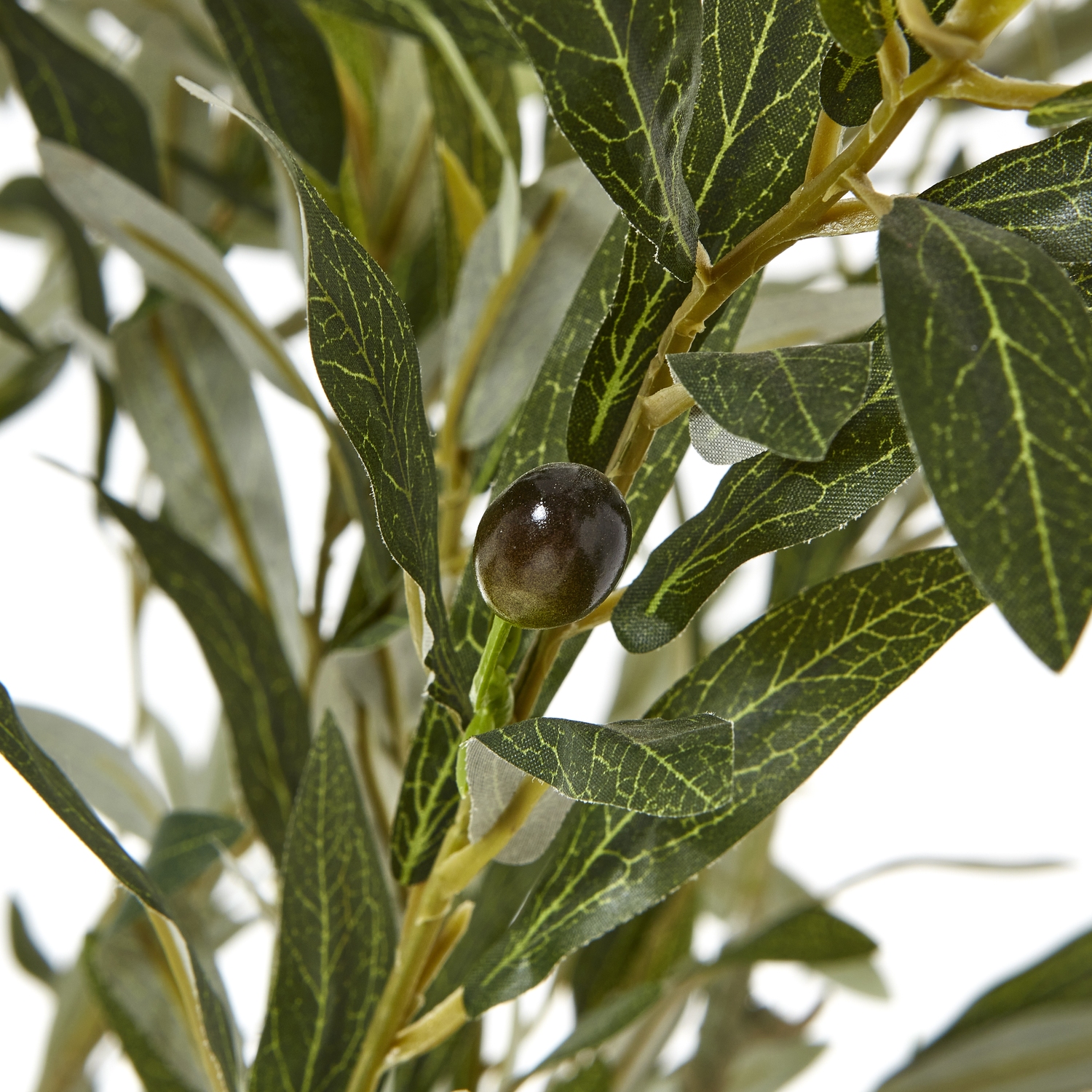 Apulia Olive Tree In White Pot 210Cm - Image 2