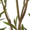 Apulia Olive Tree In White Pot 210Cm - Image 3