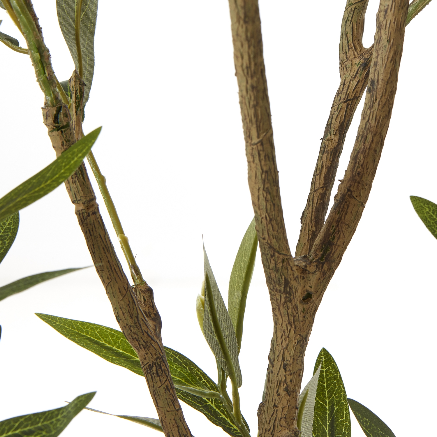 Apulia Olive Tree In White Pot 210Cm - Image 3