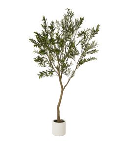 Apulia Olive Tree In White Pot 240Cm