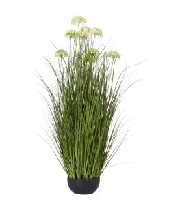 White Allium Plant In Pot