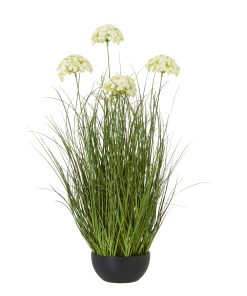 Large White Allium Plant In Pot