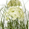 Large White Allium Plant In Pot - Image 2