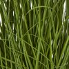 Large White Allium Plant In Pot - Image 3