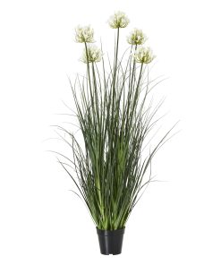 Large White Agapanthus Plant In Pot