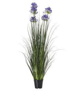 Large Blue Agapanthus Plant In Pot