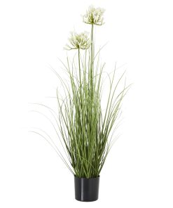 White Agapanthus Plant In Pot