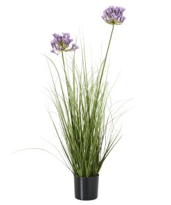 Purple Agapanthus Plant In Pot