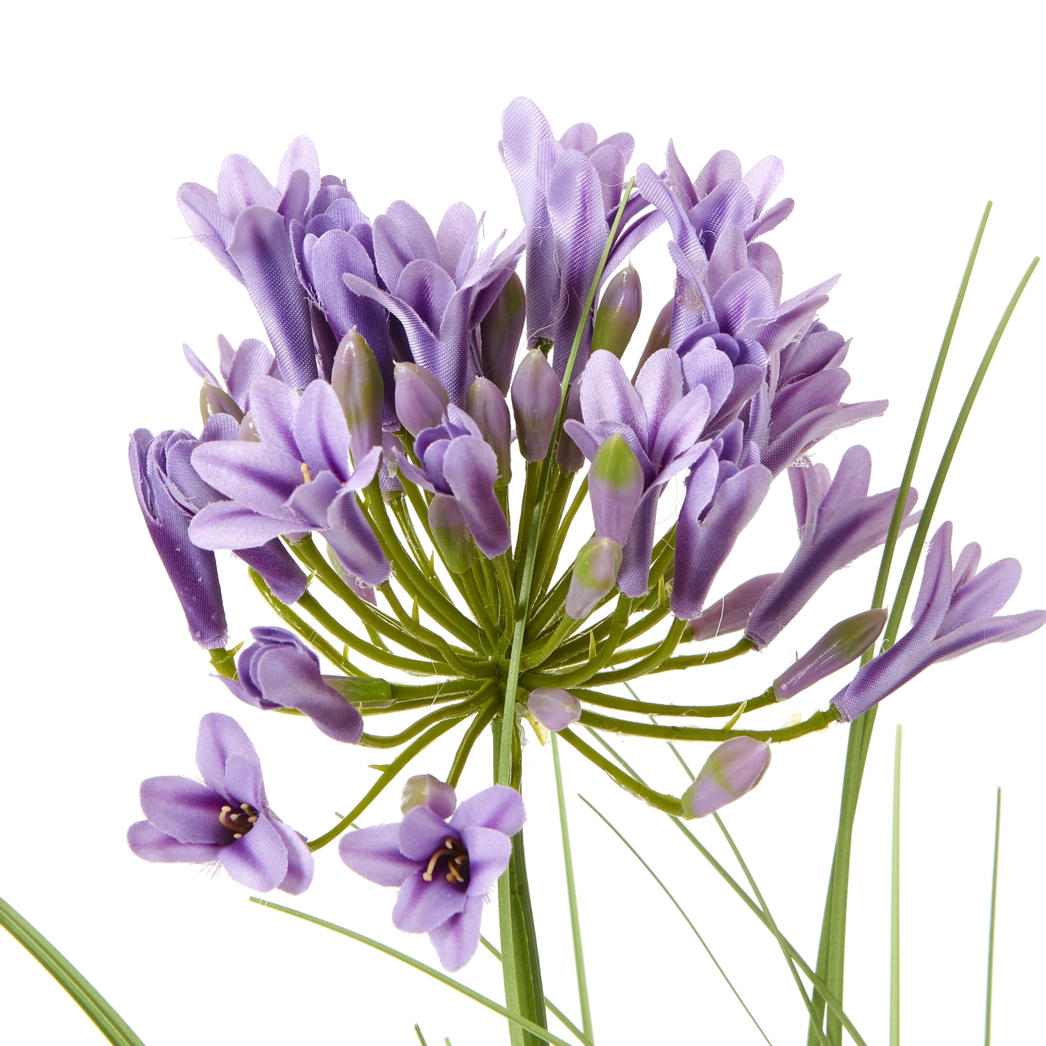 Purple Agapanthus Plant In Pot - Image 2