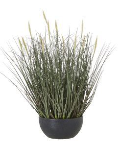Fountain Grass Plant In Pot