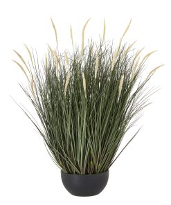 Large Fountain Grass Plant In Pot