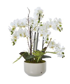 Large White Orchid In Ceramic Pot