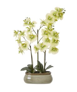 Large Green Orchid In Ceramic Pot