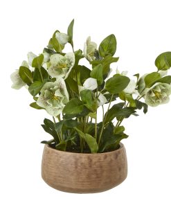Green Hellebore Plant In Taupe Pot