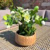 Green Hellebore Plant In Taupe Pot - Image 2