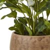 Green Hellebore Plant In Taupe Pot - Image 4