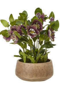 Deep Plum Hellebore Plant In Taupe Pot