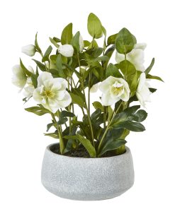 White Hellebore Plant In Grey Pot