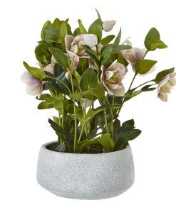Variegated Pink Hellebore Plant In Grey Pot