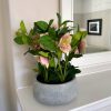 Variegated Pink Hellebore Plant In Grey Pot - Image 2