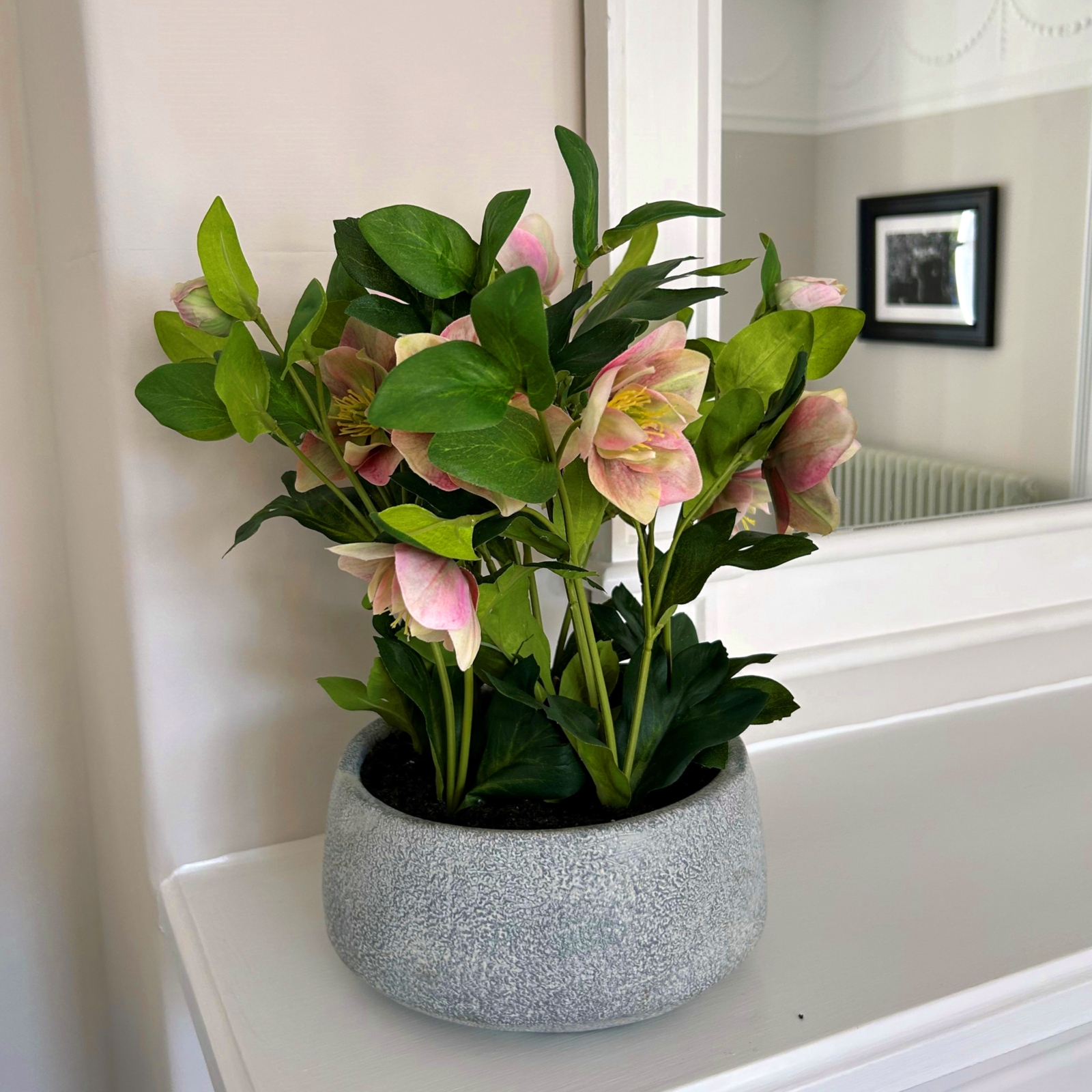 Variegated Pink Hellebore Plant In Grey Pot - Image 2