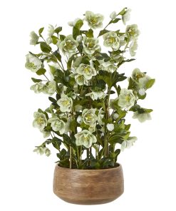 Large Green Hellebore in Taupe Pot
