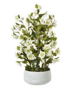 Large White Hellebore In Grey Pot