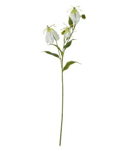 Cream Gloriosa Spray