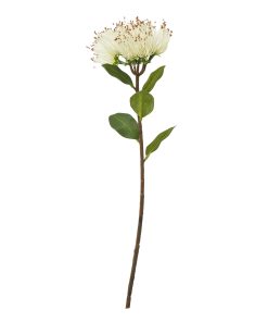 Cream Protea Nitida Stem