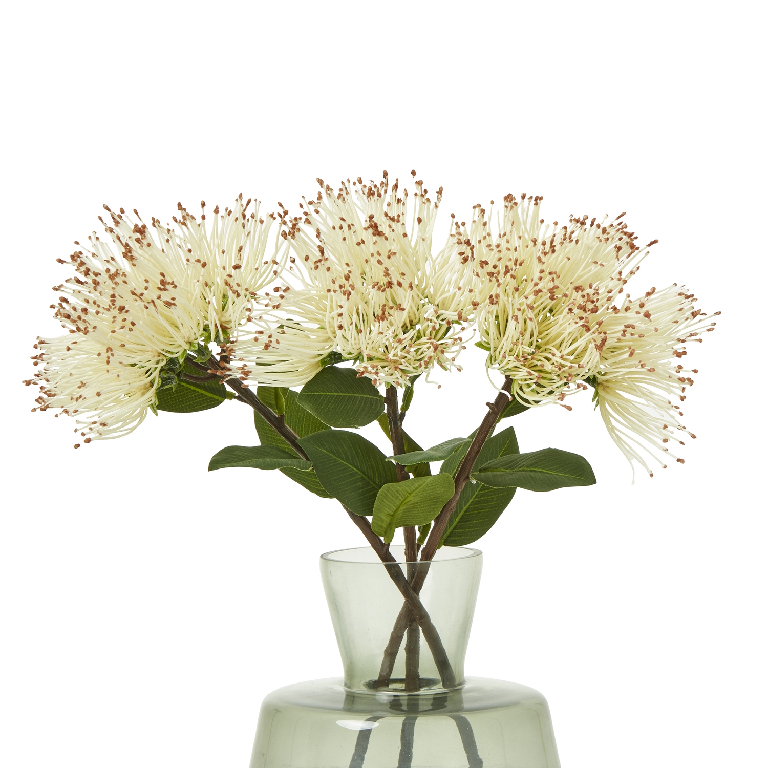 Cream Protea Nitida Stem - Image 3