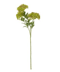 Green Sedum Spray