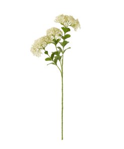 Cream Sedum Spray