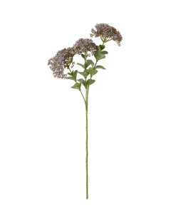 Purple Sedum Spray