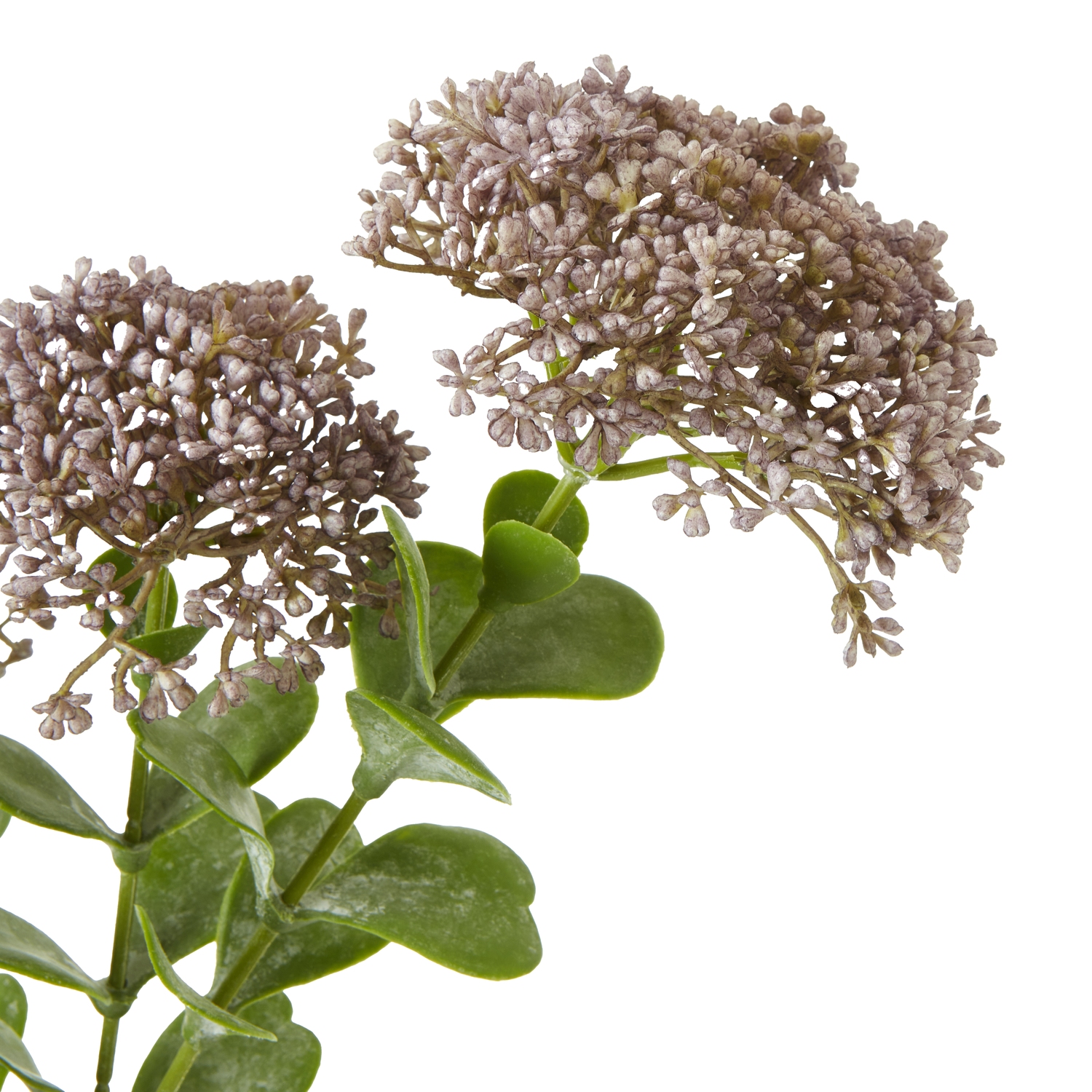 Purple Sedum Spray - Image 2