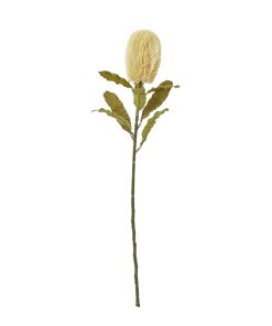 Large Cream Banksia Serrata Stem