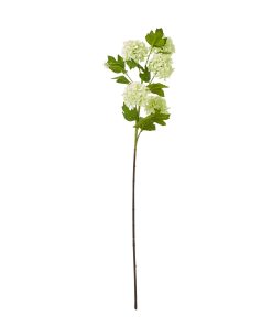 Green Snowball Viburnum Spray