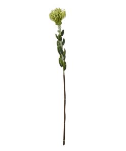 Green Pincushion Protea Spray