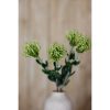 Green Pincushion Protea Spray - Image 5