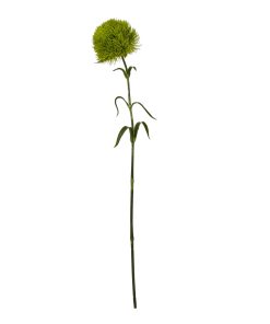 Light Green Dianthus Stem