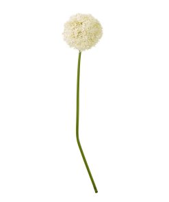 Cream Giant Allium Stem