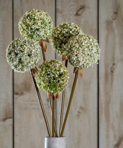 Green Allium Stem