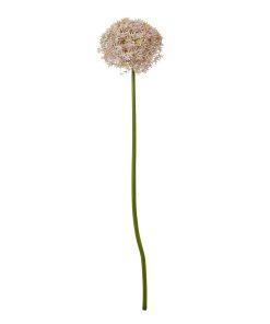 Lilac Giant Allium Stem