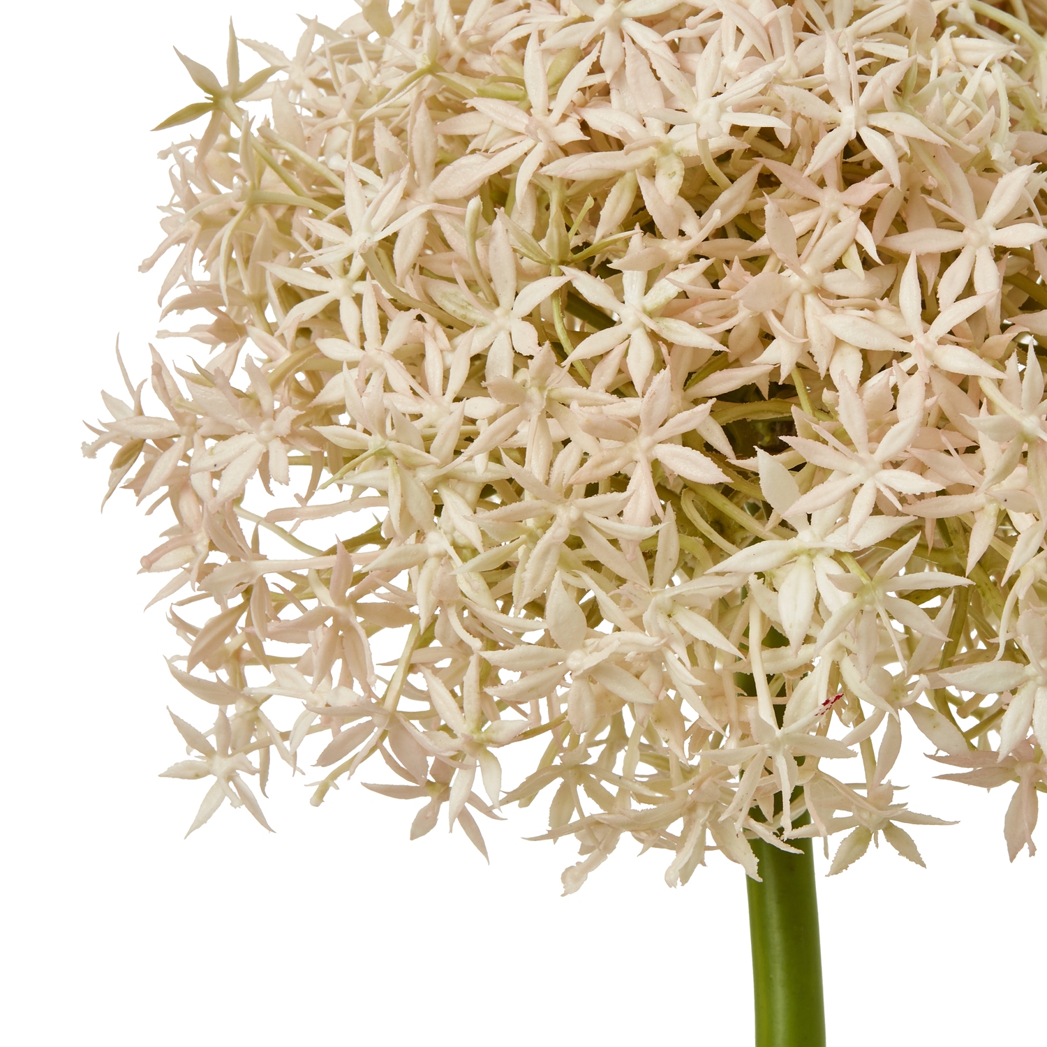 Pink Giant Allium Stem - Image 2