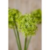 Green Giant Allium Stem - Image 5