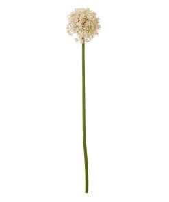 Pink Medium Allium Stem