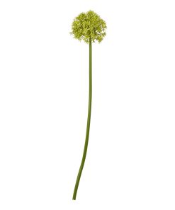 Green Medium Allium Stem