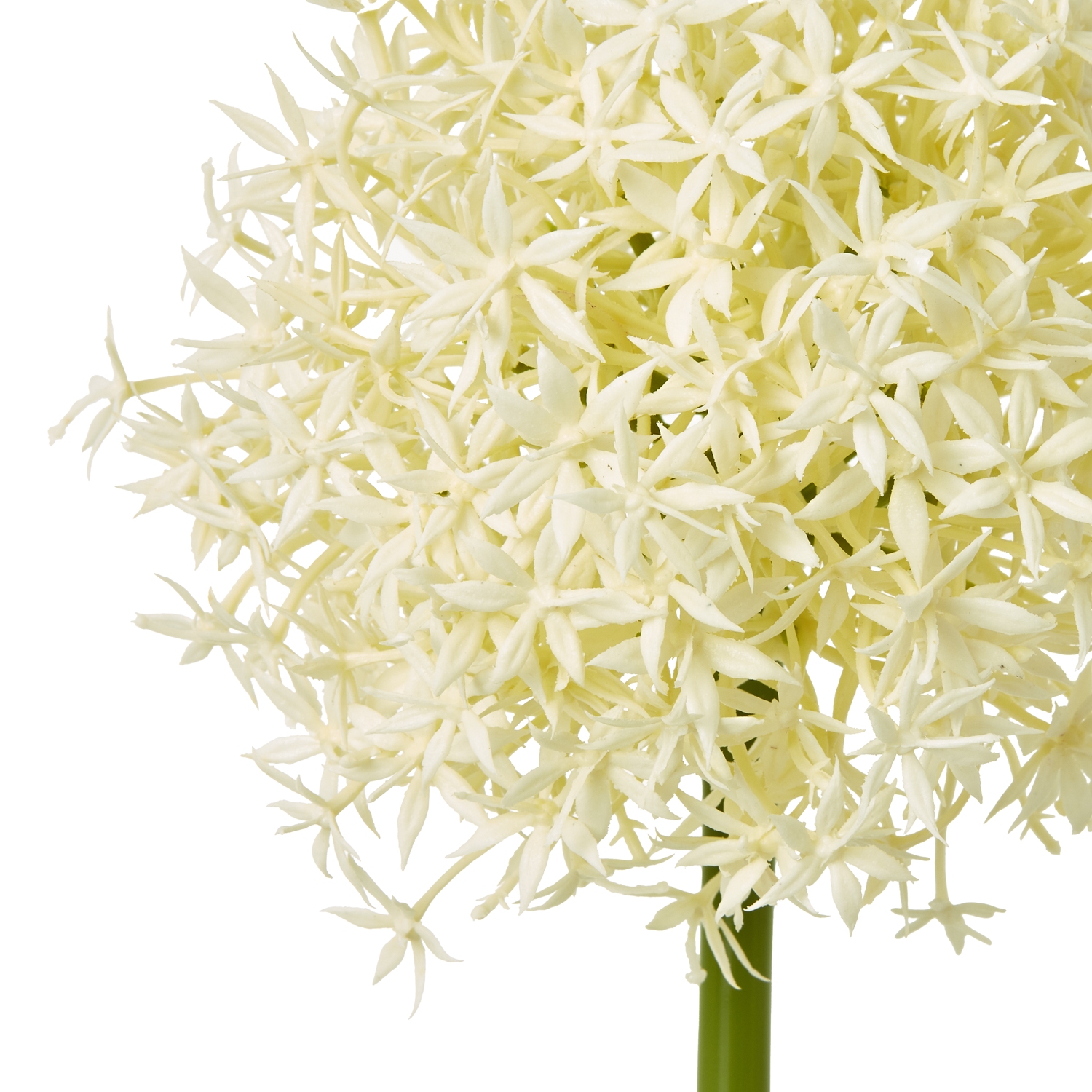 Cream Medium Allium Stem - Image 2
