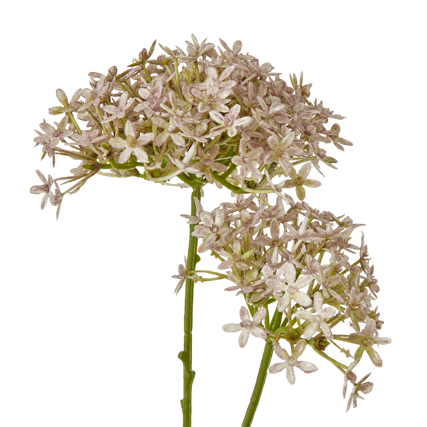 Lilac Crown Hydrangea Stem - Image 2