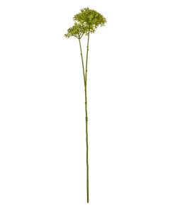 Green Crown Hydrangea Stem
